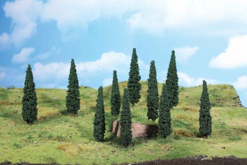 Cypress 12 - 14 cm, 5 pcs