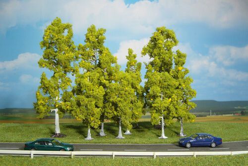 Birch Trees 10 - 18 cm (10 pcs)