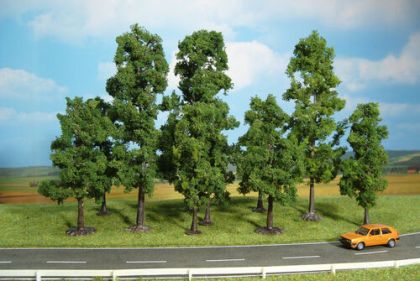 Beech Trees 10 - 18 cm (10 pcs)