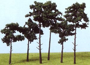 Scots Pine Trees 10-16CM (14)