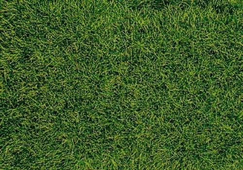 Realistic wild grass. 5-6 mm