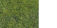 Meadow green mat (very tall grass) 28x14cm