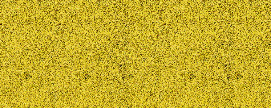 Gauge Neutral Decovlies meadow grass flower decor yellow, 14 x 28 cm