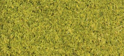 Foliage Leaves Light Green
