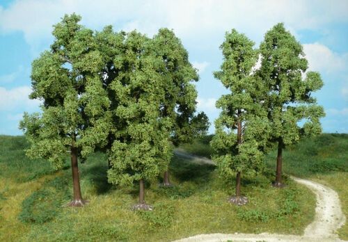Beech 18 cm, 6 pcs