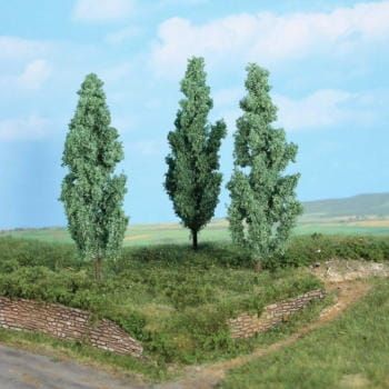 Silver Poplar 13 cm, 3 pcs