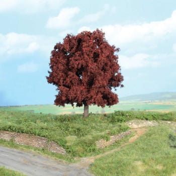 Red Beech 16 cm, 1 pc.