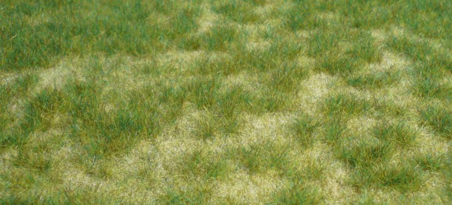 Gauge Neutral wild grass summer / 45 x 17 cm
