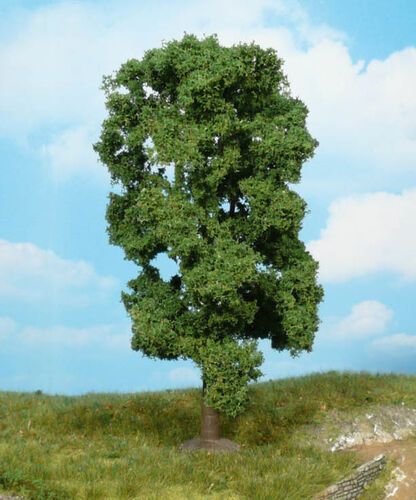 Lime Tree 18 cm