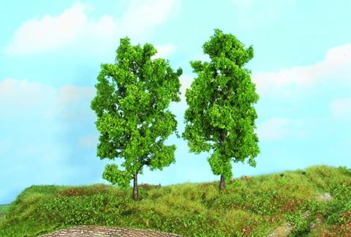 Beech Tree 18 cm, 2 pcs