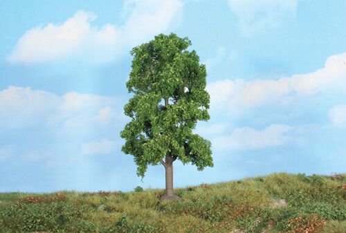 Lime Tree 18 cm