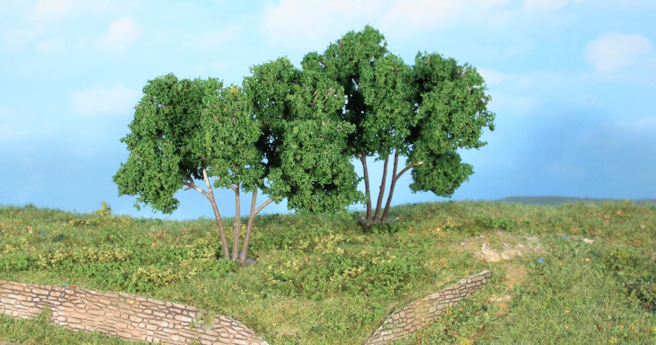 Hornbeam 9 cm, 2 pcs