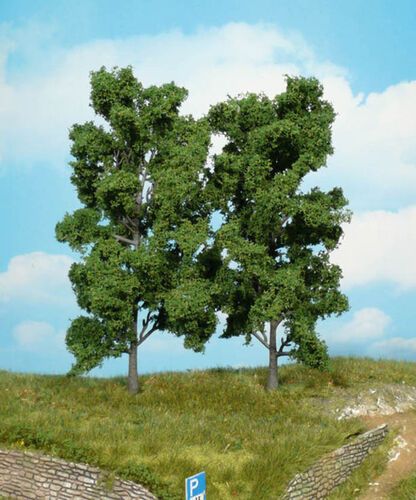 Beech Trees 18 cm (2 pcs)