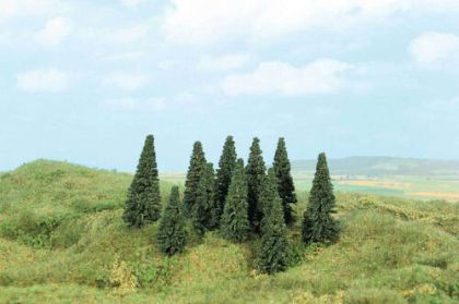 Pine 5 - 7 cm, 100 pieces