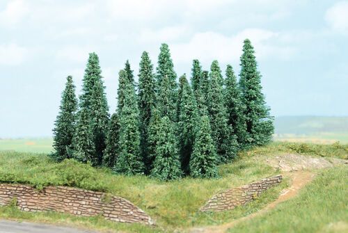 Silver Fir 9 - 14 cm, 10 pcs