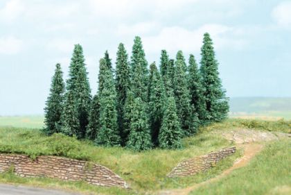 Silver Fir 9 - 14 cm, 10 pcs