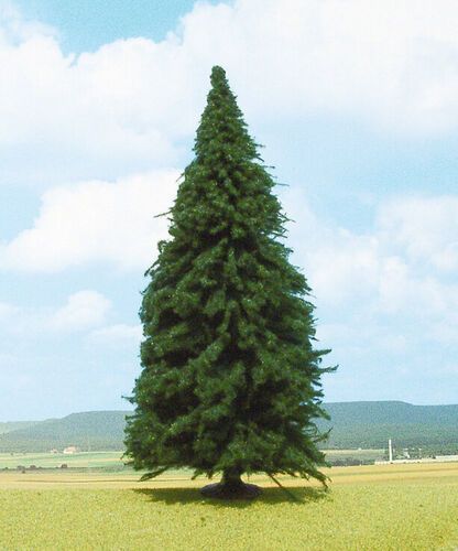 Model Fir (25 cm)