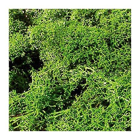 Lichen light green 30 g
