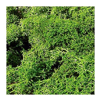 Lichen light green 30 g