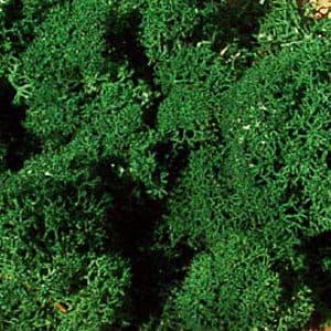 Lichen dark green 30 g