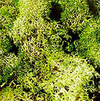 Gray and Green Moss 30 g
