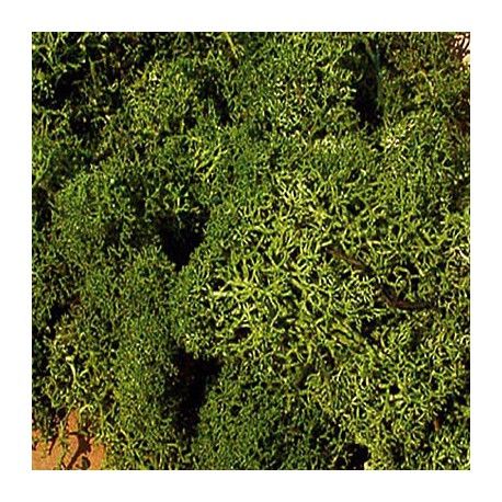 Reindeer moss medium green 30 g