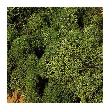Reindeer moss medium green 30 g