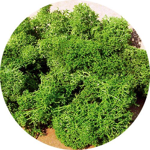 Reindeer moss light green 75 g