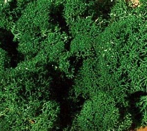 Reindeer moss dark green 75 g