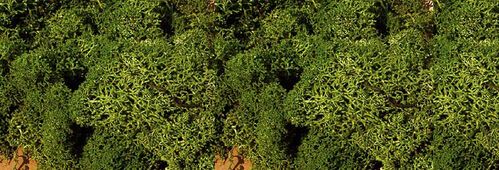 Lichen medium green 75 g