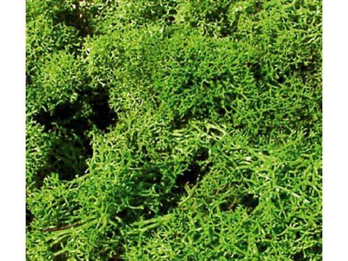 Reindeer moss light green, 250 g