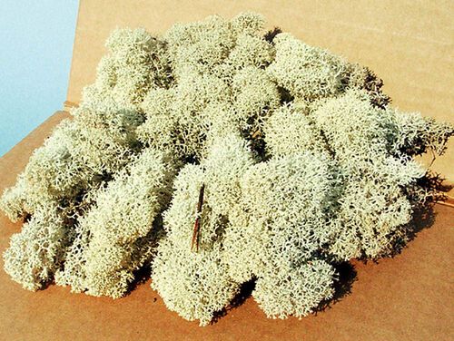 Gray Moss 250 g