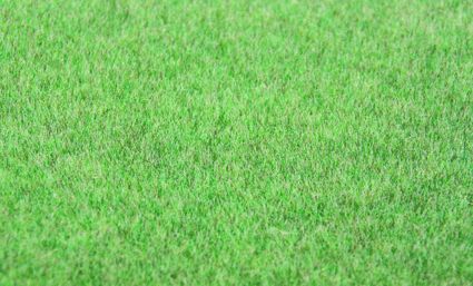 Static Wild Grass: Prairie Grass Dark 5-6mm 75g