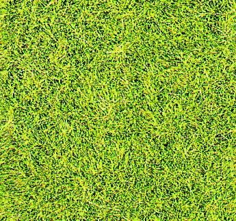Static Wild Grass: Meadow Green 5-6mm 75g
