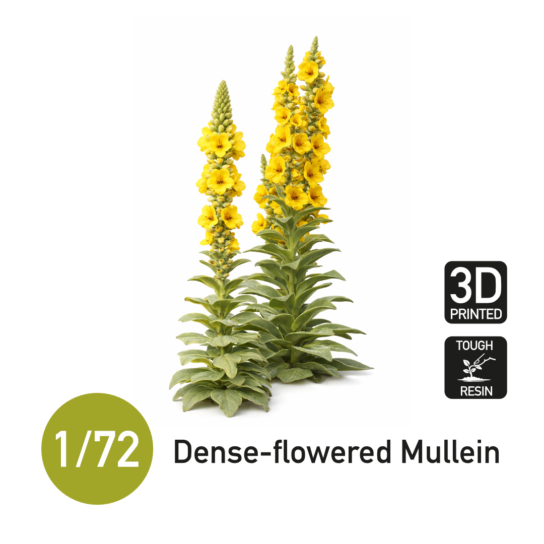 1:72 Dense-flowered Mullein