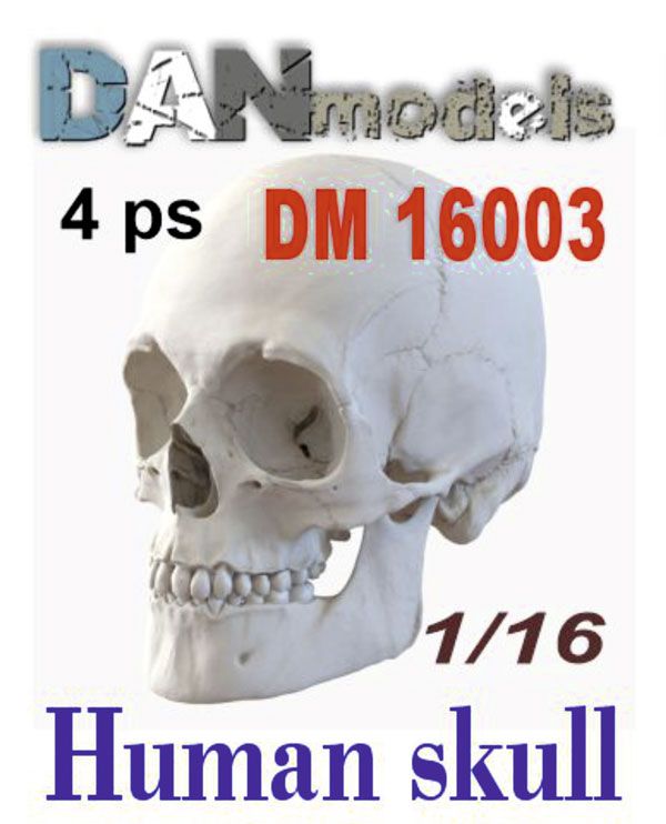 1:16 Human skull