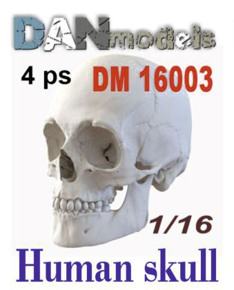 1:16 Human skull