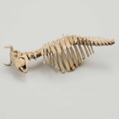1:35 Cow Skeleton No.2 (3D-Printed)