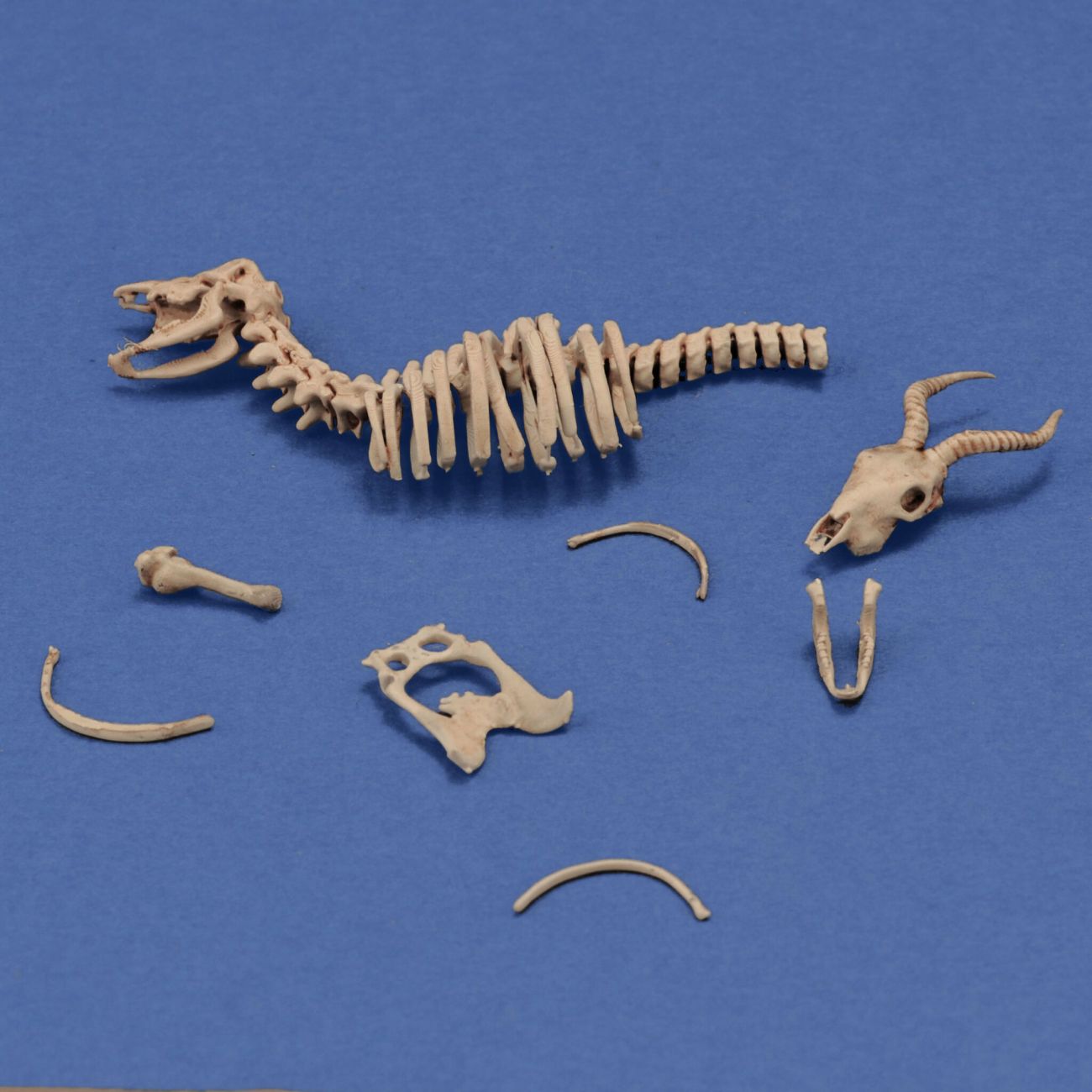1:35 Antelope Skeleton (3D-Printed)