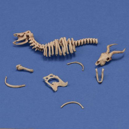 1:35 Antelope Skeleton (3D-Printed)