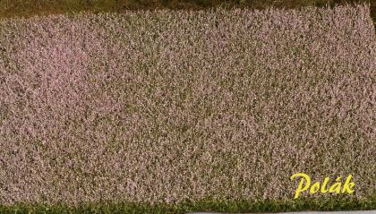 Makové pole kvetoucí 34,5x19,5 cm