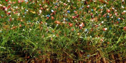 Kvetoucí pole - červené 34,5x19,5 cm