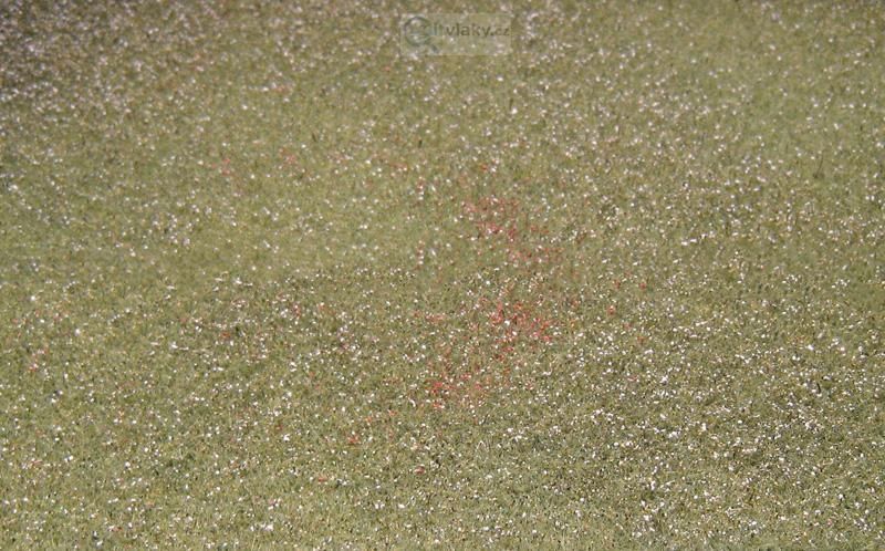 Kvetoucí pole bílé (N)24,5x19,5 cm