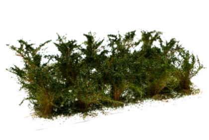 Vysoké keře - mikro listí - Zel. dubová 15ks