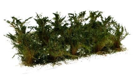 Vysoké keře - jemné listí - Zel. dubová 15ks