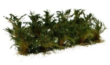 Vysoké keře - jemné listí - Zel. dubová 15ks