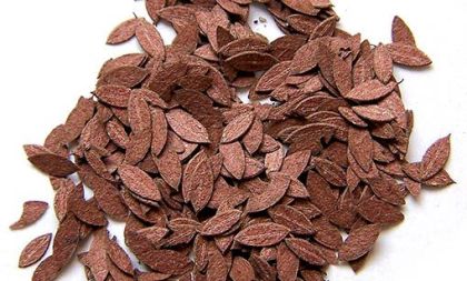 1:35 Listí třešeň