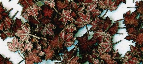 1:35 Listí javoru - extra barvy