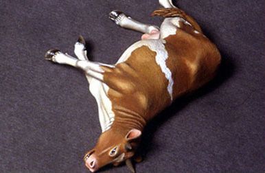 1:35 Dead cow