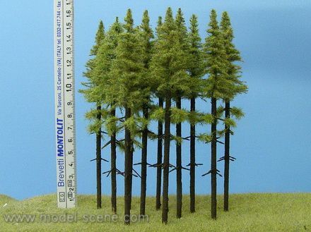 Modřín , vysoký kmen 140-160 mm